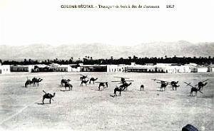 Colomb-Bechar - Chameaux - Transport de Bois - 1917